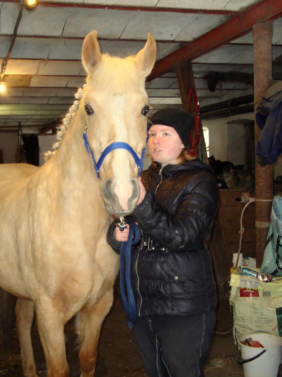 Palomino Anyska/ Nysse billede 9
