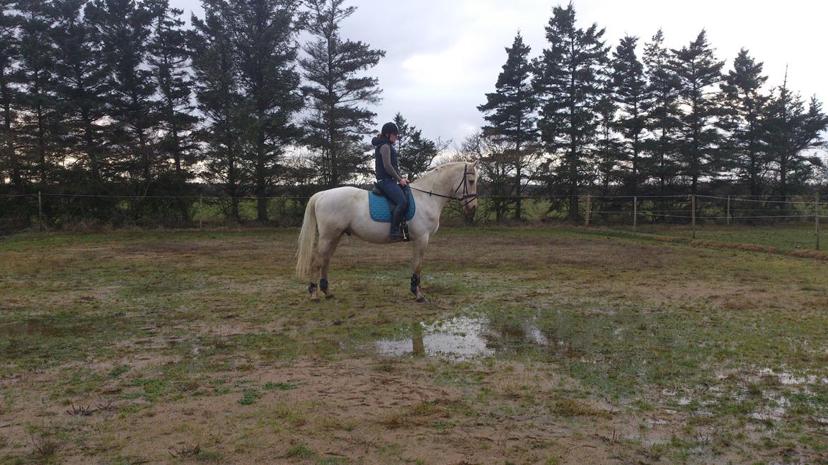 Palomino Kærgaardens Ripasso - December 2012. En af de første gange jeg red ham hjemme. billede 2