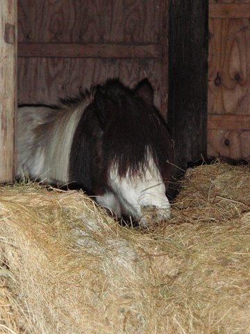 Anden særlig race Sussie - Sussie hos nuværende ejer billede 1