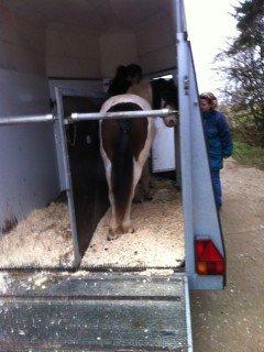 Anden særlig race Sussie - den dag Sussie blev hentet billede 2