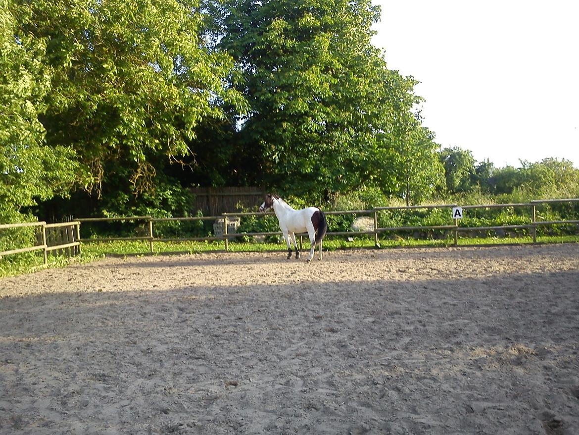 Anden særlig race Sussie billede 3