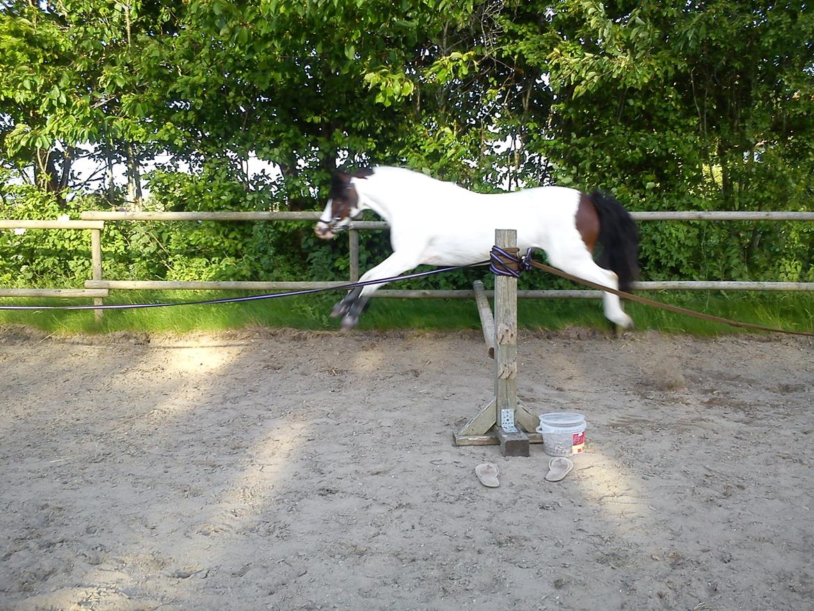 Anden særlig race Sussie billede 4