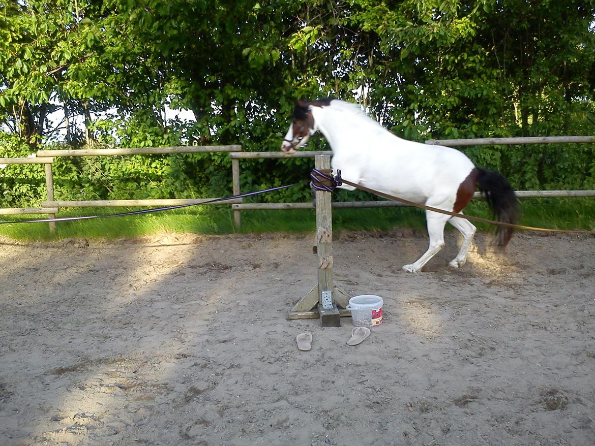 Anden særlig race Sussie billede 5