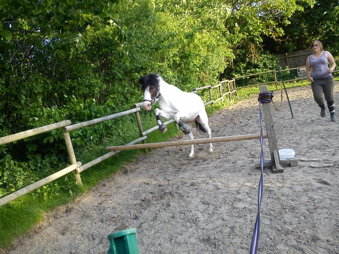 Anden særlig race Sussie billede 7