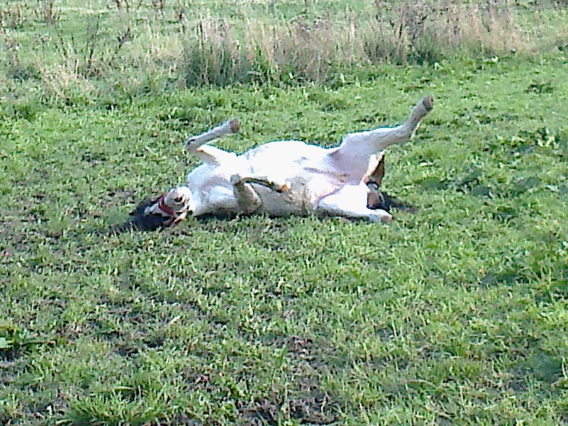 Anden særlig race Sussie billede 8