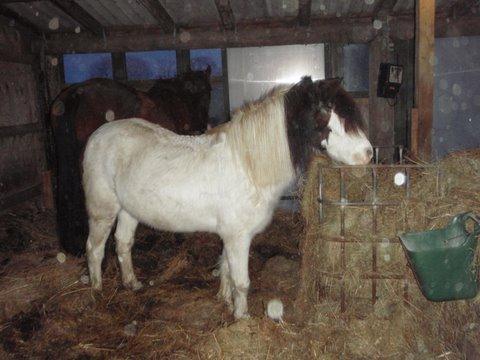 Anden særlig race Sussie billede 10