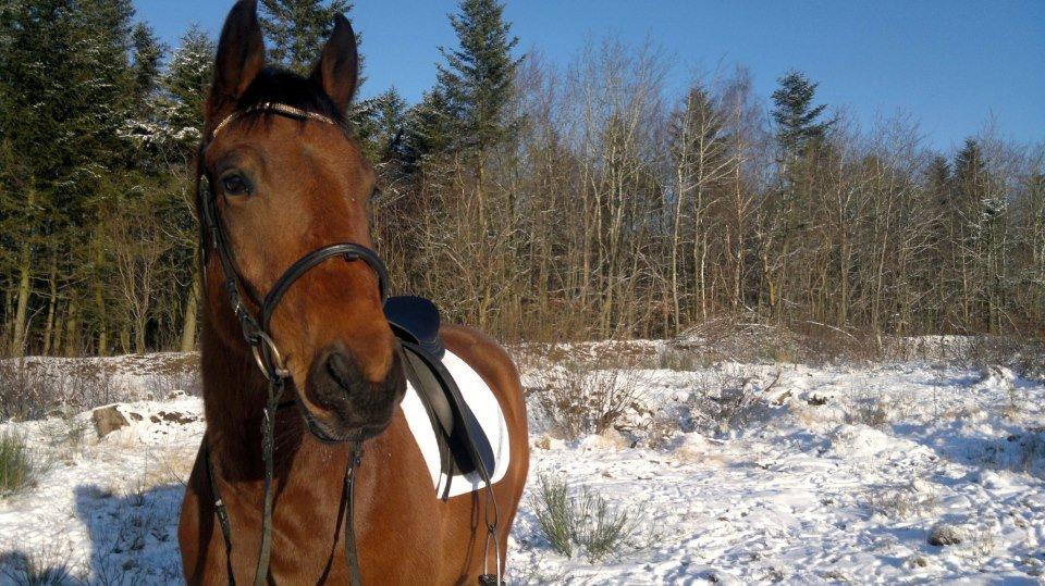 Anden særlig race Sibiriens Chestar - Januar '13 billede 21