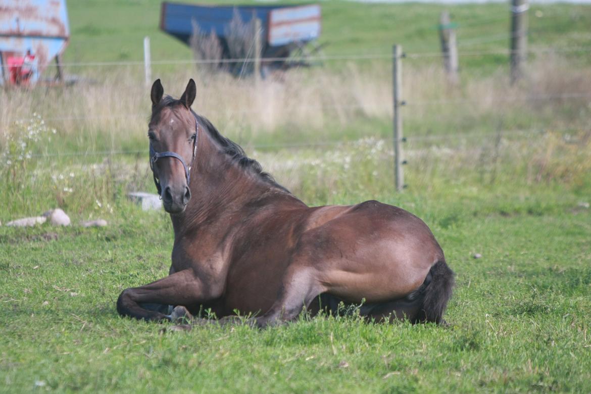 Trakehner Roxette - Juli 11 billede 4