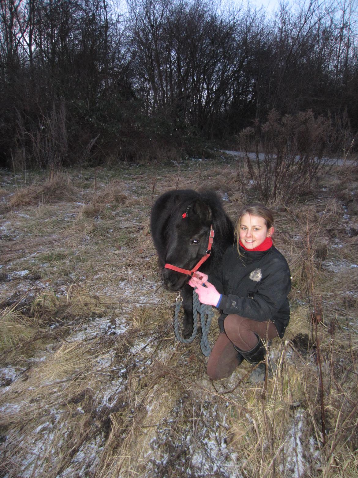 Shetlænder Mejse [Tidl. Passer] billede 14