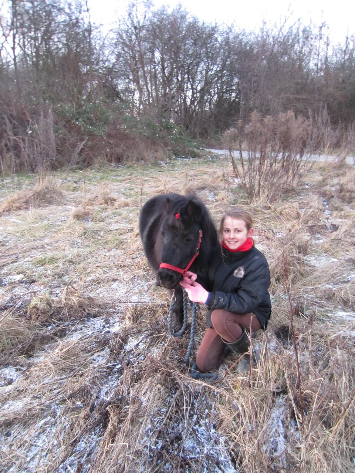 Shetlænder Mejse [Tidl. Passer] - Mig og Mejse på tur billede 10