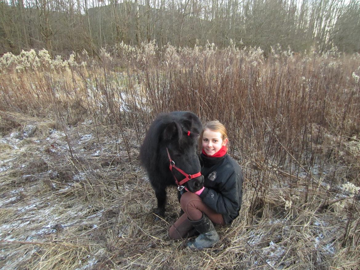 Shetlænder Mejse [Tidl. Passer] billede 8
