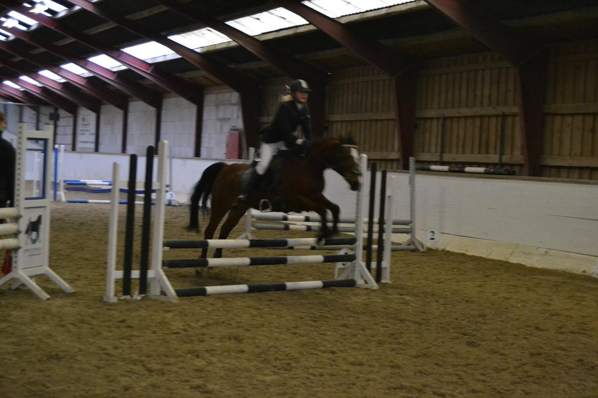 DSP Passion *palle* (skadet) - Første stævne<3 billede 7