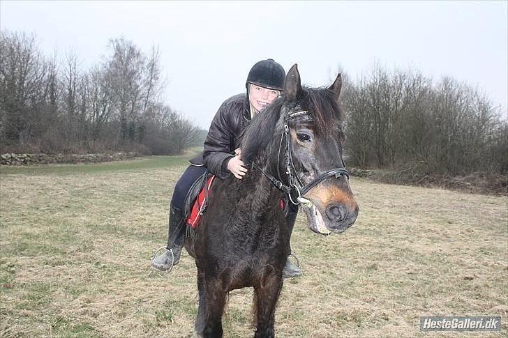 Mangalarga Marchador polly!!! <3 billede 6