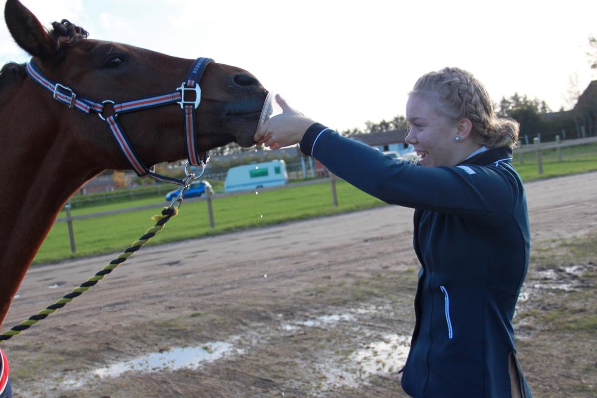 New Forest Bøgelys Julius billede 16