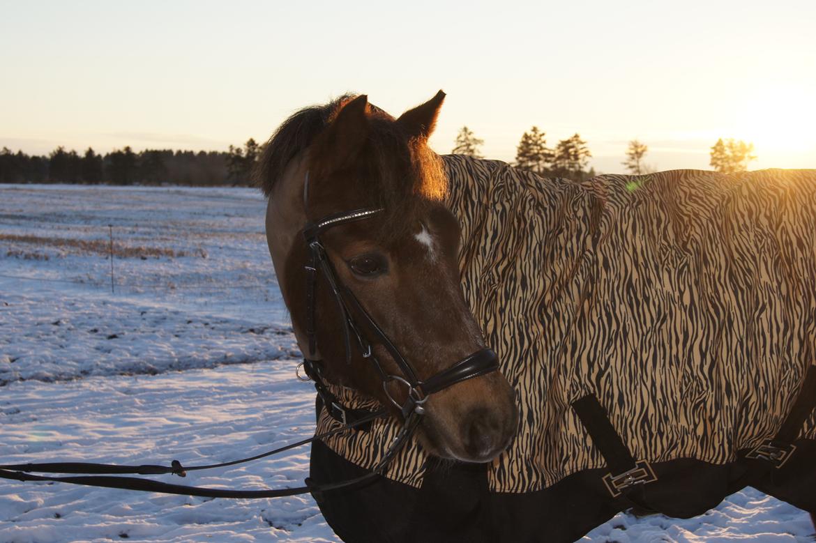 New Forest Vestergaards Santana "Stjerne-ponyen" - 19/1 - 2013
Elsker dig<3 billede 8