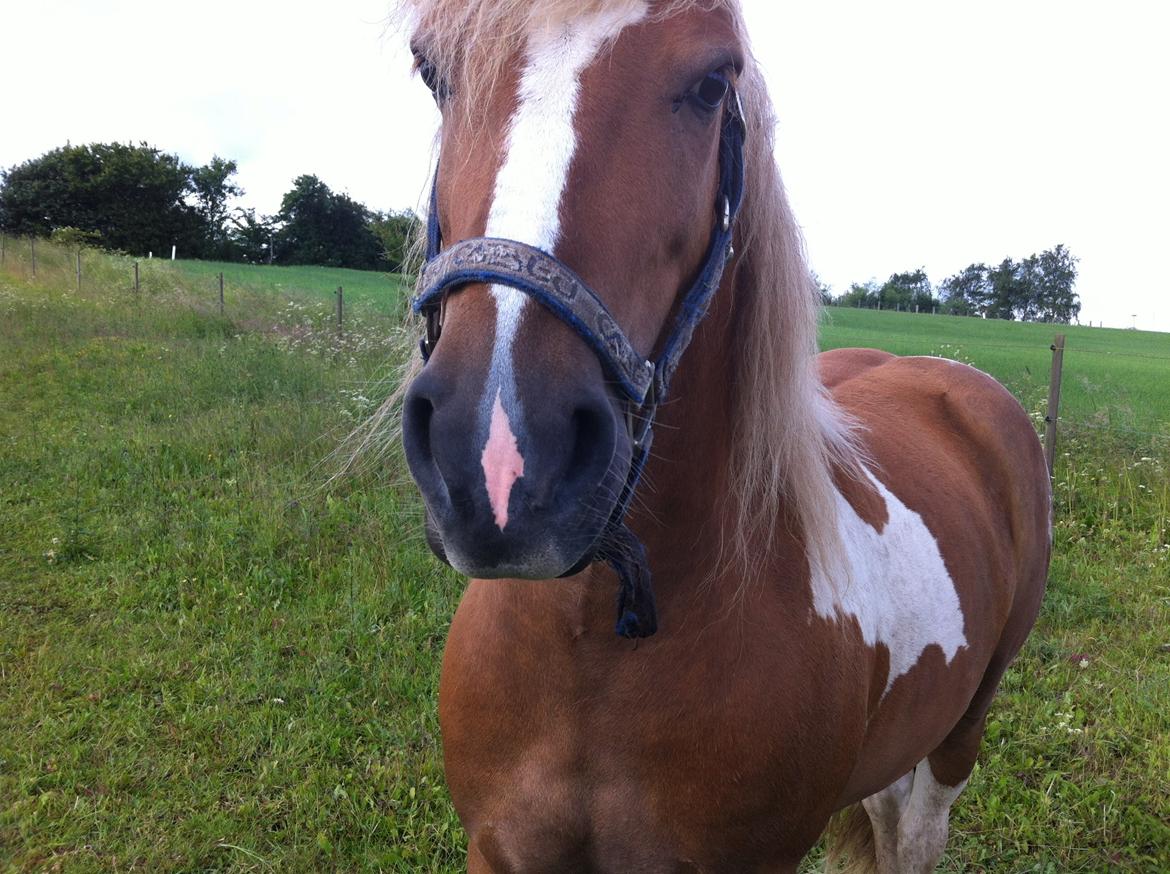 Anden særlig race Hidalgo<33 - hvad laver du? billede 18