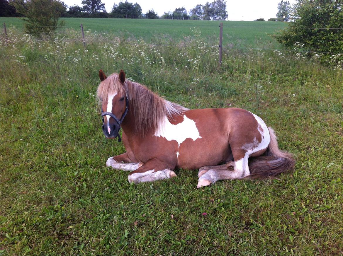 Anden særlig race Hidalgo<33 - Bassen ligge og slappe af på marken:) billede 19