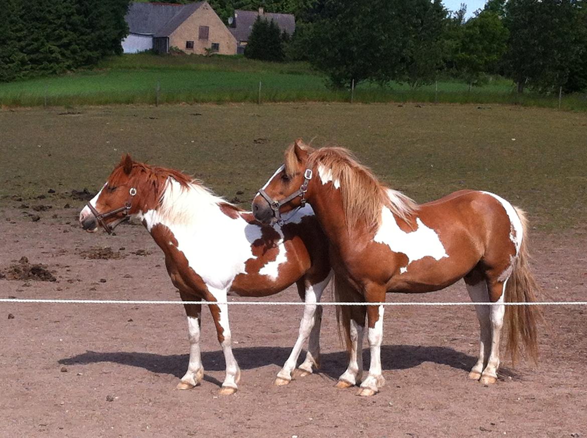 Anden særlig race Hidalgo<33 - Hidalgo og hans mor Dixie<3 billede 2