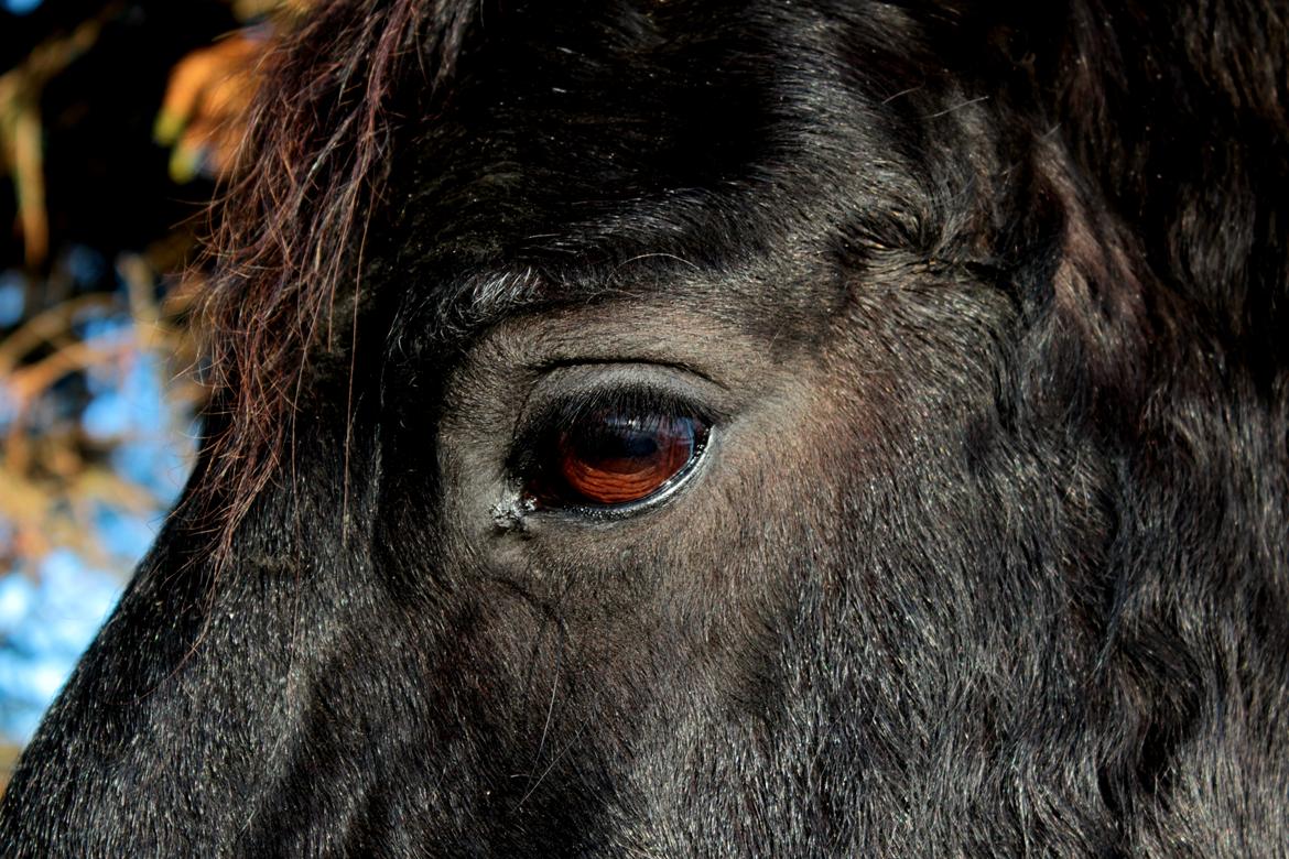 Frieser Douwe Van De Wedze billede 1