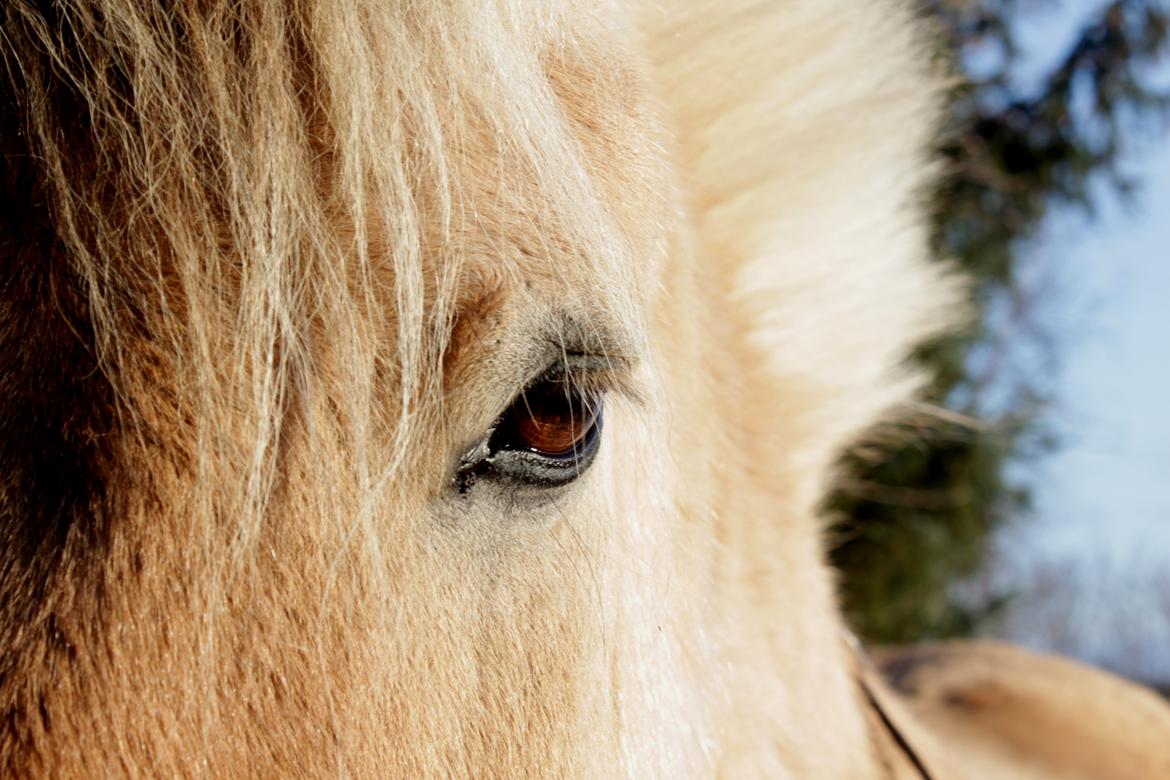 Fjordhest Strædesgaardens Max Motor billede 1