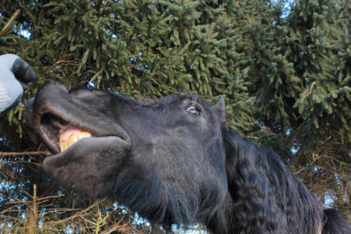 Frieser Ate fan'e Sânmar billede 26