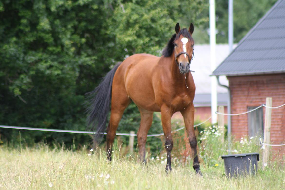DSP Aqua L - På fold, sommer 2012. billede 1