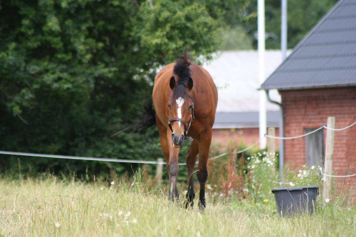 DSP Aqua L - På fold, sommer 2012. billede 2