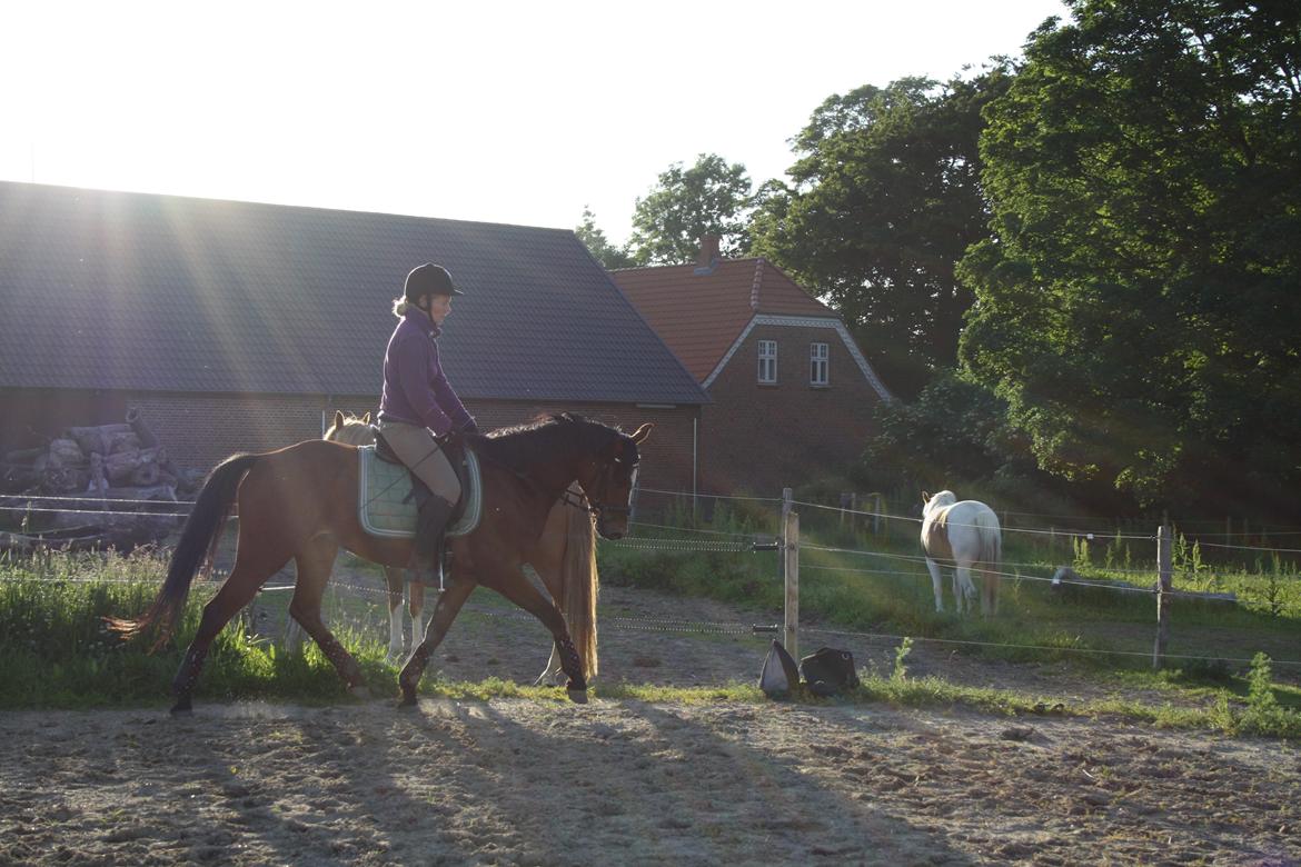 DSP Aqua L billede 6