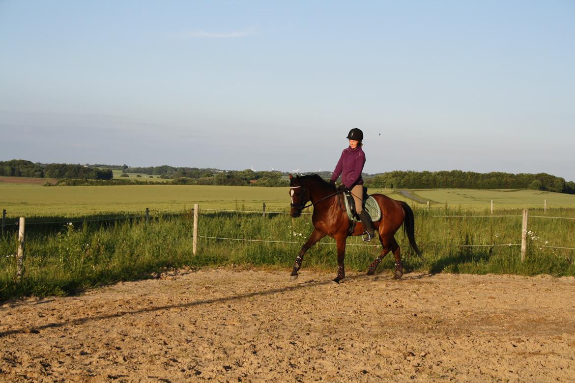 DSP Aqua L - Aqua er som altid dejlig at ride :) billede 7