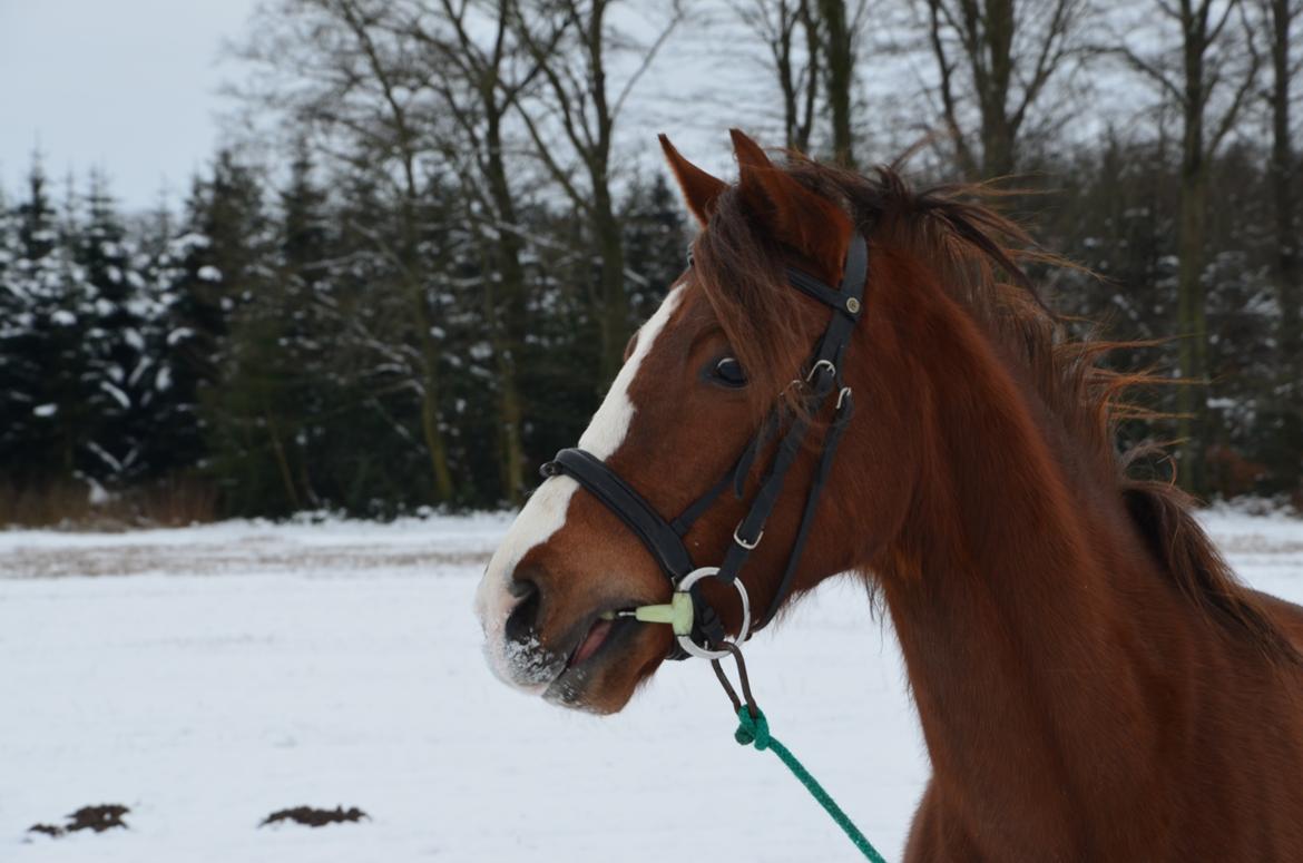 DSP Vesterskovens Chili - Bid i munden for første gang 19 12 2012 billede 8