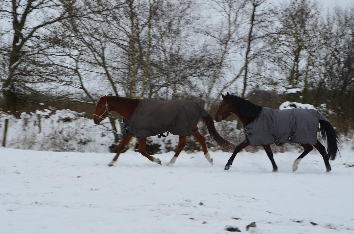 Oldenborg Overmoselunds Coral - På sne-fold sammen med Friedenstraum 19 12 2012 billede 9