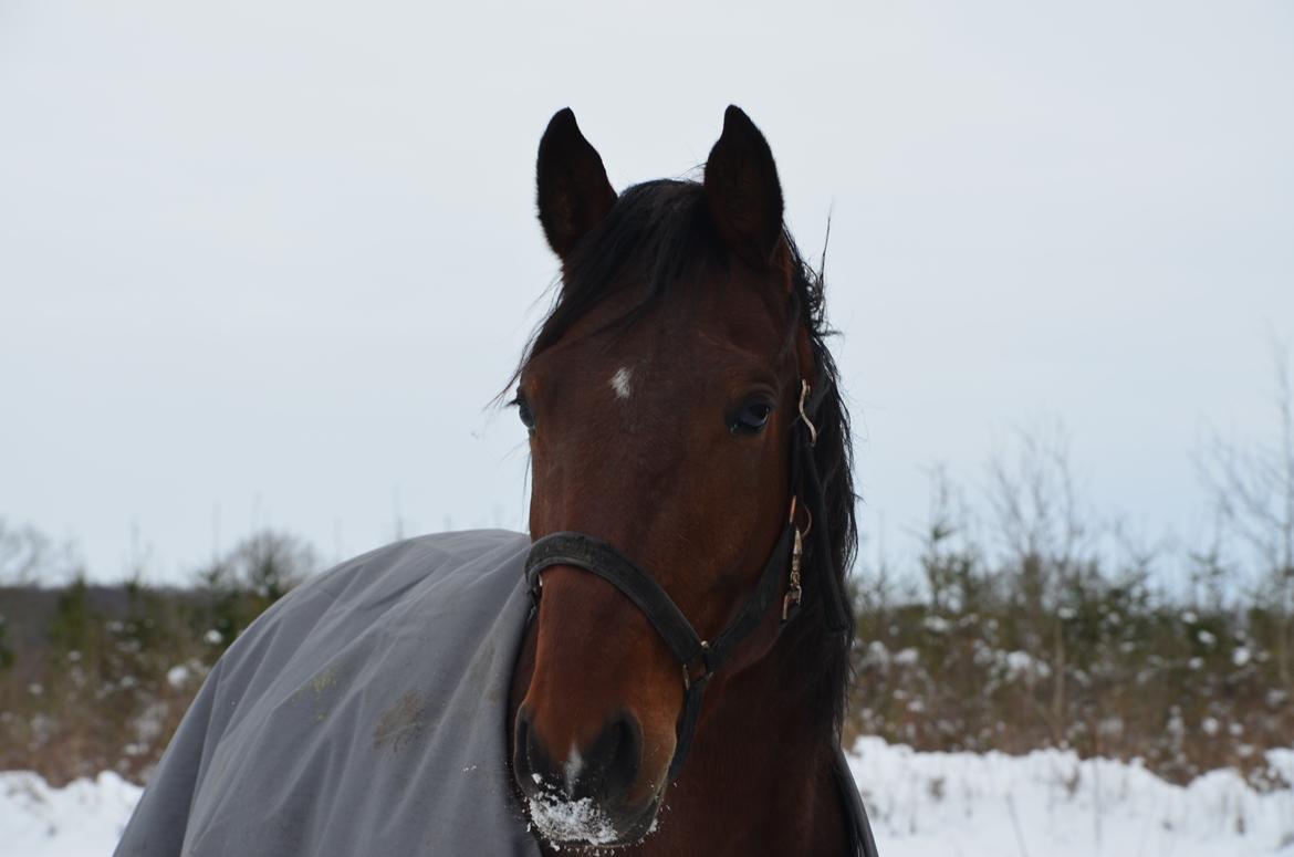 Oldenborg Overmoselunds Coral billede 10