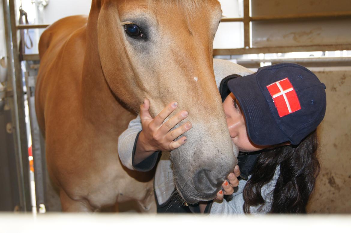 Haflinger Nordan`s Aurora *EM GULD* billede 6