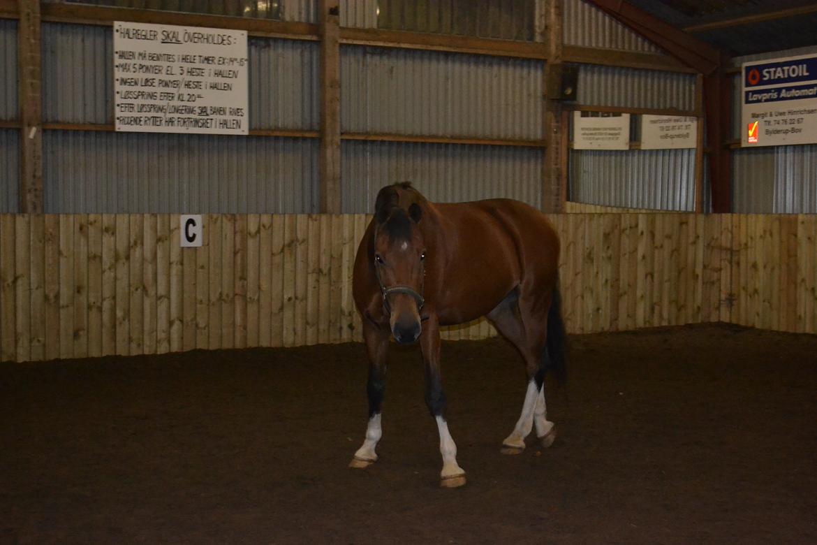 Holstener Calli Calli billede 1