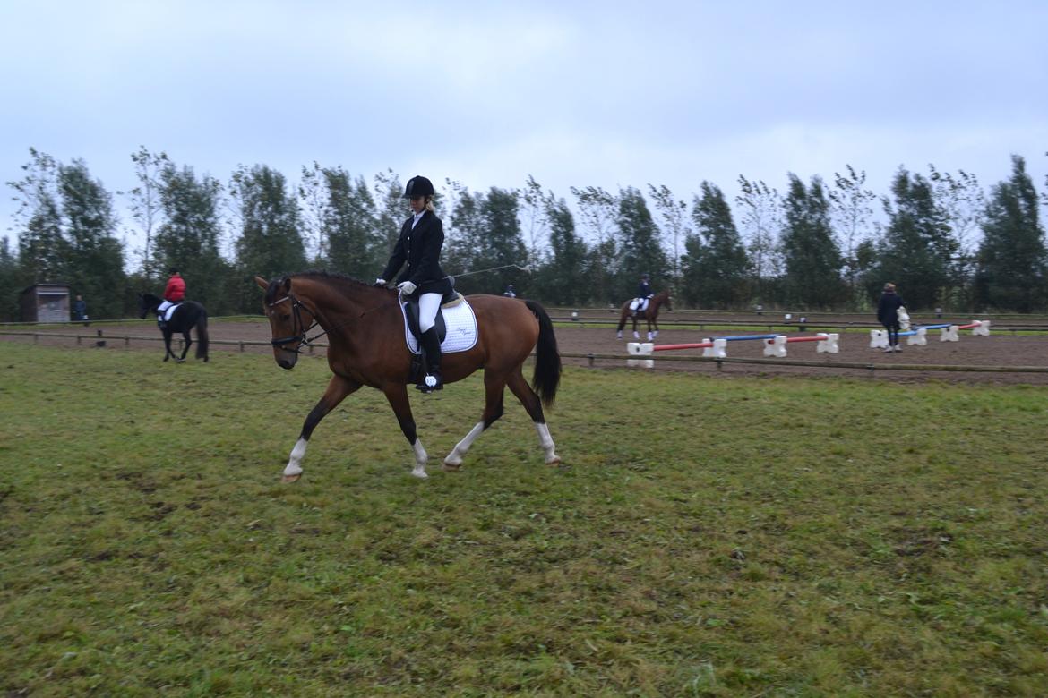 Holstener Calli Calli - Opvarmning i Skærbæk :) billede 3