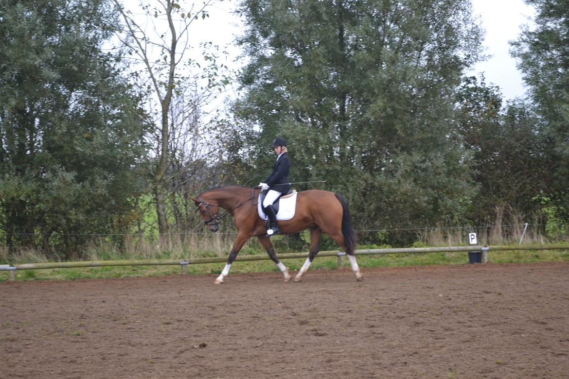 Holstener Calli Calli - LC3 i Skærbæk :) billede 4