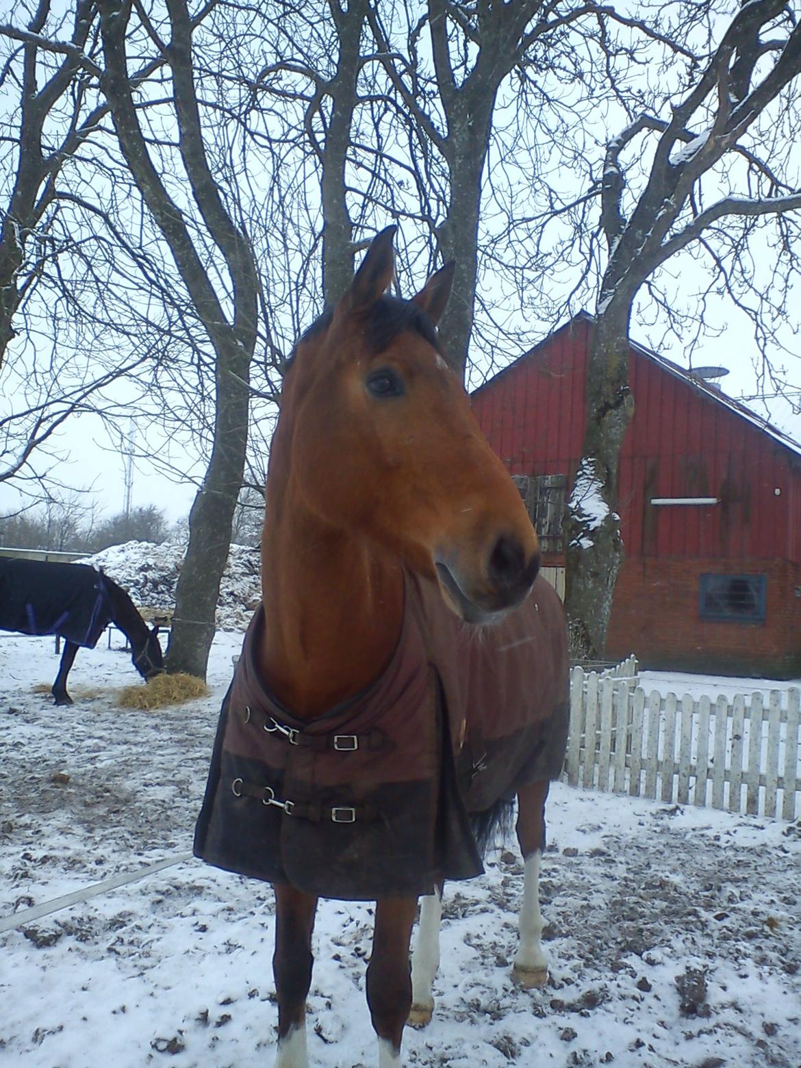 Holstener Calli Calli - Smukke og dejlige Basse i sneen januar 2013 :) billede 5