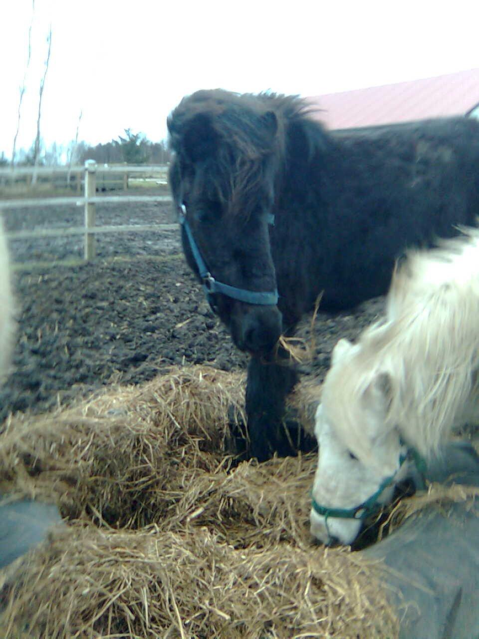 Islænder Balder - 14. hans gamle bedste ven (den hvide hed Pelle min gamle pony som er død) de var altid sammen og løb og legede :´D billede 14