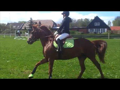 Anden særlig race Ponygården's Megara - "Ens drømme bliver aldrig til virkelighed hvis man opgiver dem!.." Den fantastiske på banen til stævne i Sevel<3 billede 4