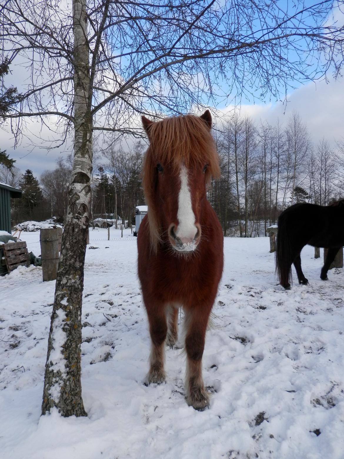 Islænder vignir - 20 jan2013  billede 4
