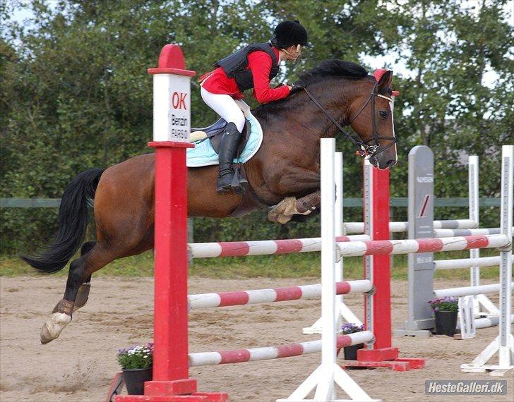 Welsh Cob (sec D) Tango - Farsø, Mb** 0 fejl og en 6 plads!<3 billede 14