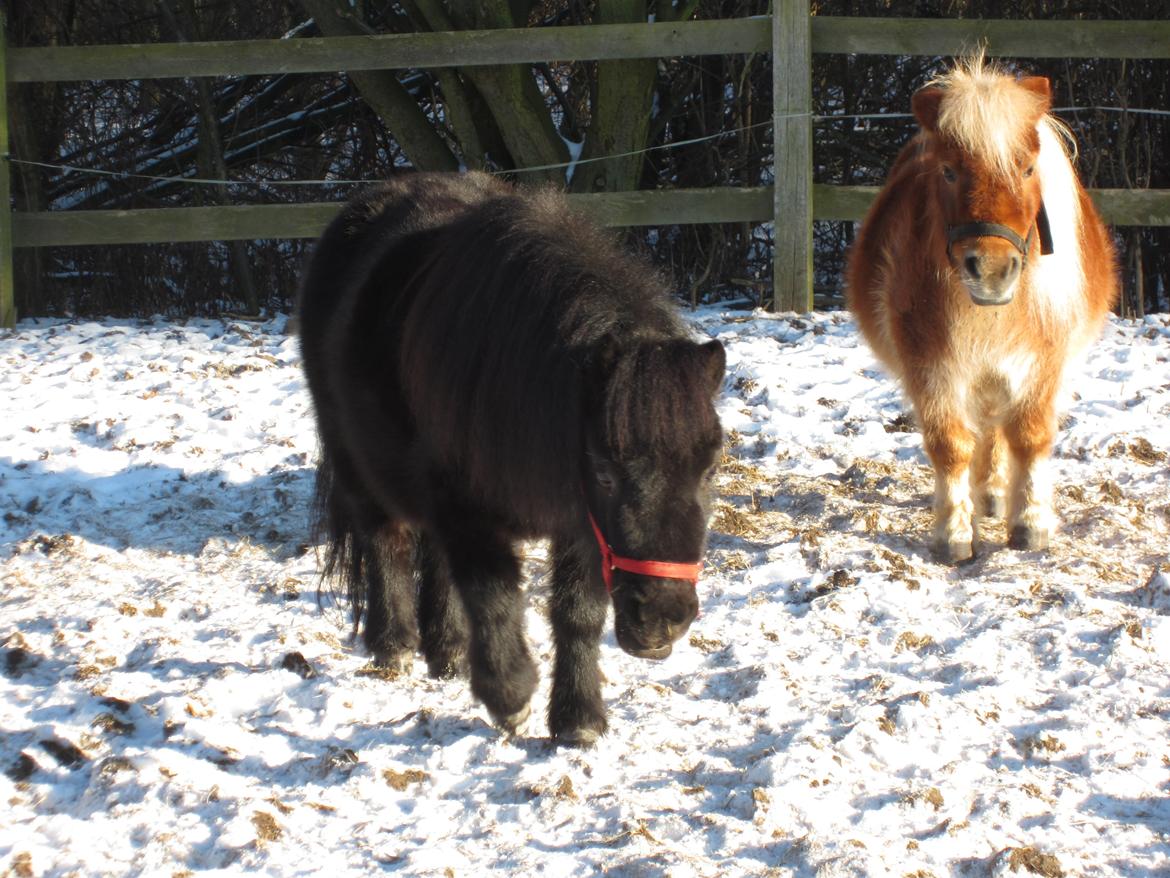 Shetlænder Mejse [Tidl. Passer] - Mejse og Freja på fold<3 billede 13