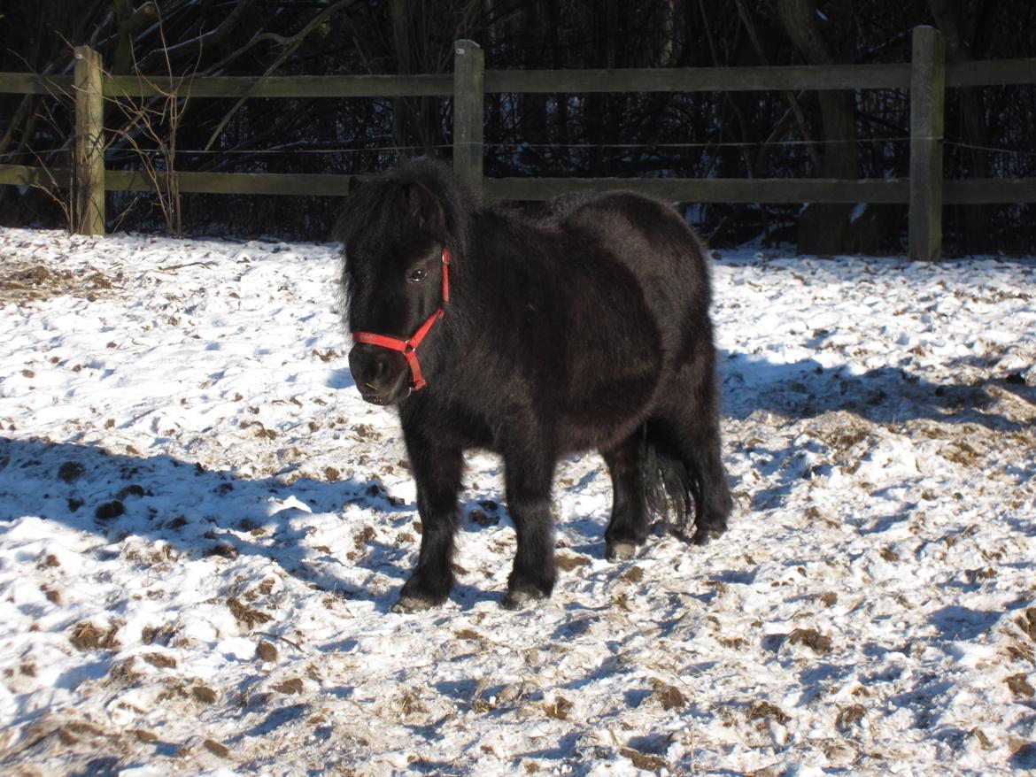 Shetlænder Mejse [Tidl. Passer] - Mejse på fold :-) billede 11