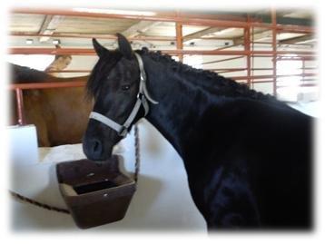 New Forest Bjernagergårds Thatanos - Stævne 2012. billede 2