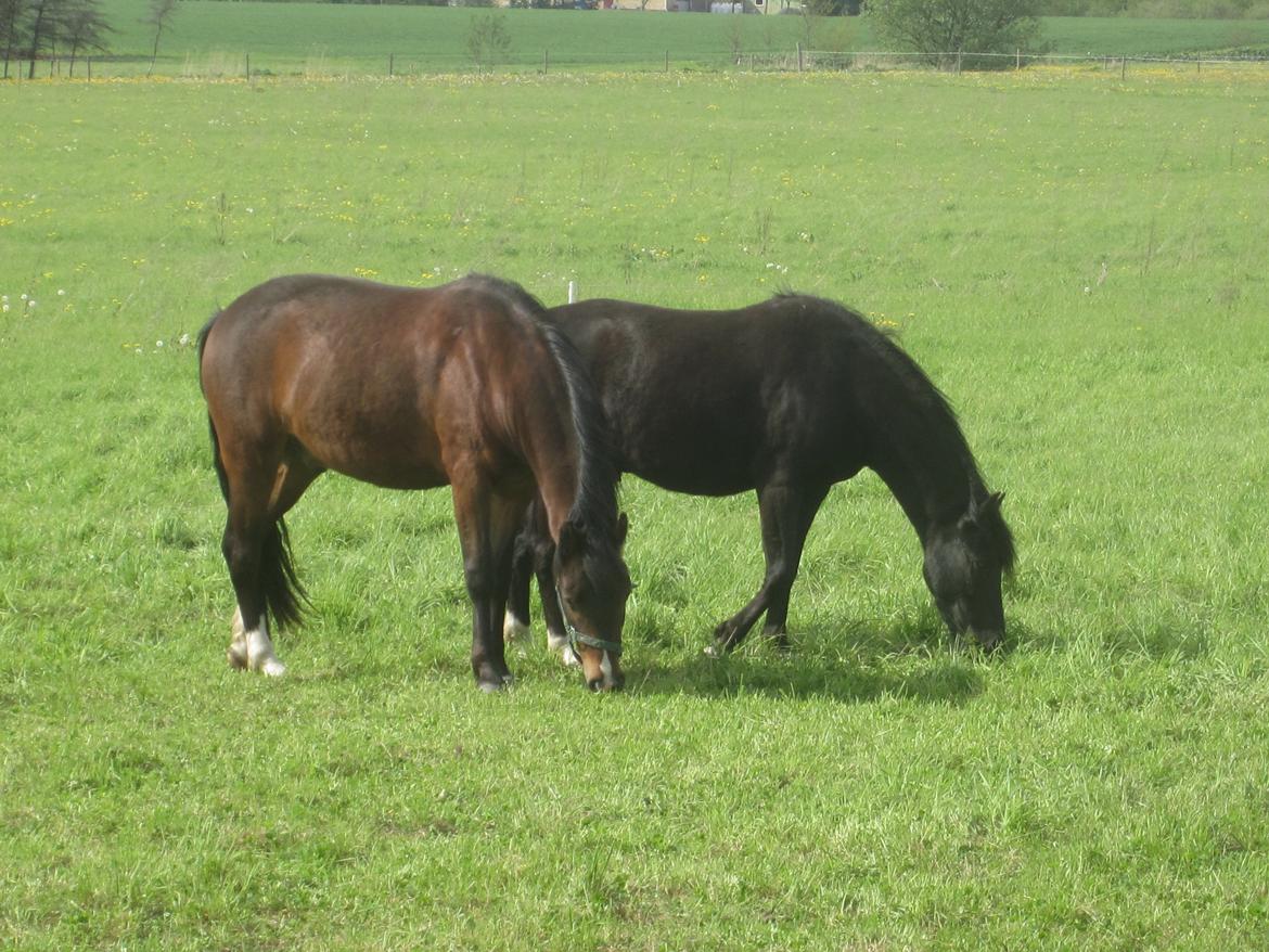 New Forest Bjernagergårds Thatanos - Thatanos og hans bror Athos. billede 4