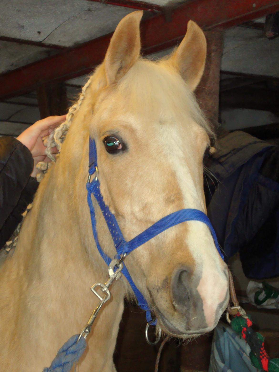 Palomino ¤  Anyska  ¤  Nysse  ¤ - 19-01-2013 
Nysse bliver flettet for første gang af min niece Sara.  billede 7