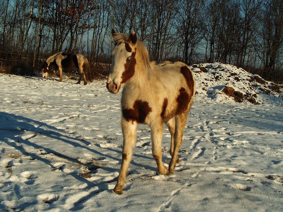 Paint Tinker blanding Sheena  - Shenna vinteren 2012. billede 4