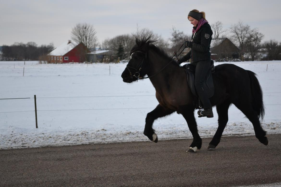 Islænder Askjör fra Lyskjær [Mit kæreste eje] - Lidt tölt for løse tøjler!:D <3
 billede 14