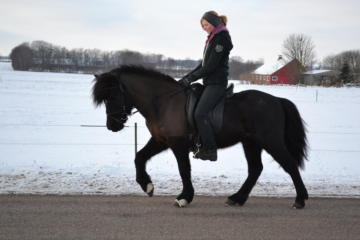 Islænder Askjör fra Lyskjær [Mit kæreste eje] - Skridt:b billede 15
