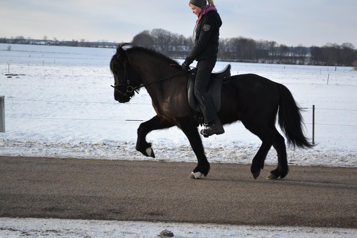 Islænder Askjör fra Lyskjær [Mit kæreste eje] - En dejlig stor trav på prinsen!:** <3 billede 3
